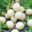 200 Seeds White Radish Seeds, White Globe Hailstone, Heirloom Radish Seeds, Non-Gmo edlcy (Seeds)