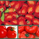 3 Pack of Seeds Tomato Seeds, Tasty Heirloom, Cherry, Roma, Beefsteak edlcy (Each pack 100 Seeds)