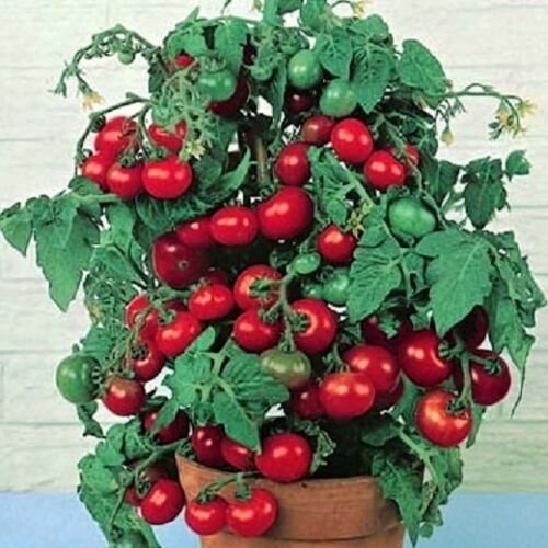 100 Seeds Tomato Seeds, Tiny Tim - Non-Gmo Heirloom Tomato Seeds Grows One Foot Tall edlcy (Seeds)