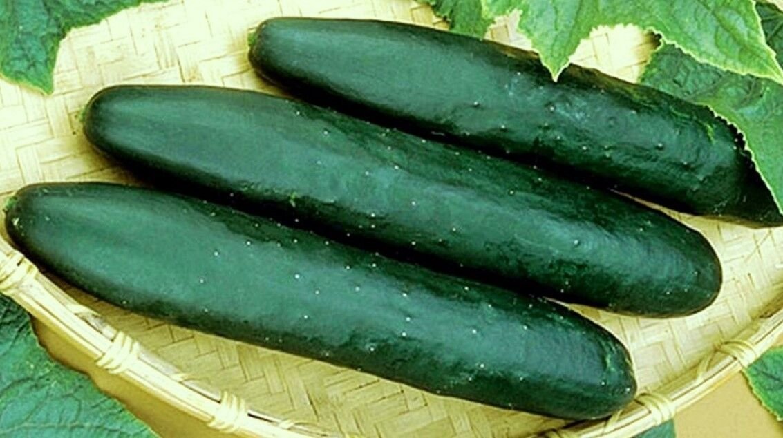 2000 Seeds Cucumber Seeds, Straight 8, Non-Gmo Heirloom Seeds, Eat Them Fresh edlcy (2 oz Seeds)