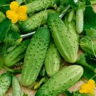 1000 Seeds Cucumber Seeds, Boston Pickling, Non-Gmo Heirloom Seeds, Pickles edlcy (1 oz Seeds)