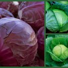 3 Pack of Seeds "Crispy Cabbage" Golden Acre, Red Acre, Danish Ballhead, edlcy (Each pack 200 Seeds)