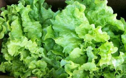 40,000 Seeds Leaf Lettuce Seed, Black Seeded Simpson, Bulk Seeds, Heirloom edlcy (2 oz Seeds)