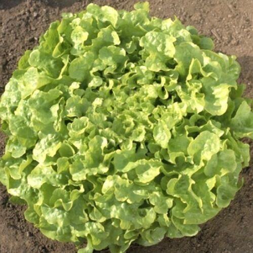 40,000 Seeds Oakleaf Lettuce Seeds, Leaf Lettuce Seeds, Bulk Seeds, Heirloom edlcy (2 oz Seeds)