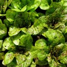 10,000 Seeds Romaine Lettuce Seed, Freckles, Heirloom Lettuce Seed, Bulk edlcy (1/2 oz Seeds)