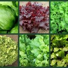 6 Pack of Seeds Lettuce Seeds "Love That Lettuce" Non-Gmo Heirloom edlcy (Each pack 200 Seeds)