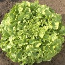 20,000 Seeds Oakleaf Lettuce Seeds, Leaf Lettuce Seed, Bulk Seeds, Heirloom edlcy (1 oz Seeds)