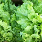 10,000 Seeds Leaf Lettuce Seed, Black Seeded Simpson, Bulk Seed, Heirloom edlcy (1/2 oz Seeds)