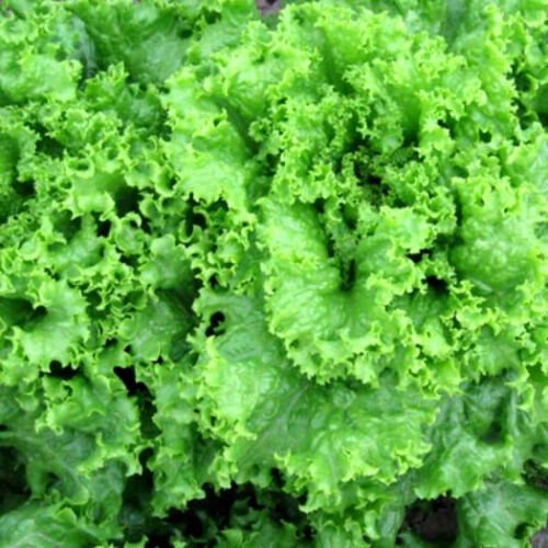 40,000 Seeds Leaf Lettuce Seeds, Grand Rapids, Bulk Lettuce Seeds, Heirloom edlcy (2 oz Seeds)