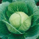 7000 Seeds Cabbage Seeds, Golden Acre, Heirloom Seeds, Bulk Cabbage edlcy (1 oz Seeds)