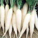 200 Seeds White Radish Seeds, White Icicle, Heirloom Radish Seeds, Non-Gmo, Hotter edlcy (Seeds)