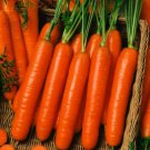 200 Seeds Mini Carrot Seeds, Little Finger, Heirloom Carrot Seeds, Finger Carrots edlcy (Seeds)