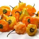 50 Seeds Scotch Bonnet Seeds, Orange, Heirloom Hot Pepper Seeds, Jamaican Peppers edlcy (Seeds)