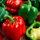 100 Seeds Bell Pepper Seeds, California Wonder, Green Pepper Seed, Heirloom Peppers edlcy (Seeds)