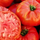 100 Seeds Tomato Seeds, Mortgage Lifter, Non-Gmo Heirloom Tomatoes, Huge & Delicious edlcy (Seeds) 100 Seeds Tomato Seeds, Mortgage Lifter, Non-Gmo Heirloom Tomatoes, Huge & Delicious edlcy (Seeds)