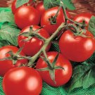 5000 Seeds Tomato Seed, Moneymaker, Non-Gmo Heirloom Tomato Seed, Huge Crops edlcy (1/2 oz Seeds) 5000 Seeds Tomato Seed, Moneymaker, Non-Gmo Heirloom Tomato Seed, Huge Crops edlcy (1/2 oz Seeds)