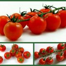 3 Pack of Seeds Cherry Tomato Seeds, Heirloom Cherry, Tiny Tim, Sweetie edlcy (Each pack 100 Seeds) 3 Pack of Seeds Cherry Tomato Seeds, Heirloom Cherry, Tiny Tim, Sweetie edlcy (Each pack 100 Seeds)