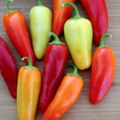 2000 Seeds Santa Fe Pepper Seeds, Heirloom Mild Pepper Seeds, Non-Gmo edlcy (1/2 oz Seeds)
