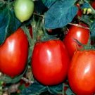 5000 Seeds Tomato Seeds. Rio Grande, Non-Gmo Heirloom Tomato edlcy (1/2 oz Seeds)