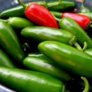 4000 Seeds Jalapeno Pepper Seeds, Early Jalapeno, Heirloom Peppers, Non-Gmo edlcy (1 oz  Seeds)