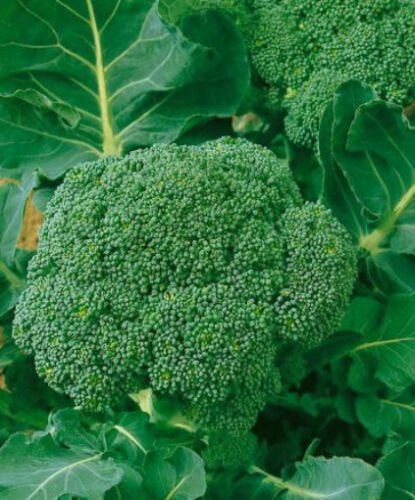 18,000 Seeds Broccoli Seeds, Waltham, Heirloom Broccoli Seeds, Bulk edlcy (2 oz Seeds)