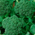 18,000 Seeds Broccoli Seeds, Green Sprouting Calabrese, Heirloom Bulk edlcy (2 oz Seeds)