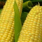100 Seeds Corn Seeds, Golden Bantam 8, Heirloom Corn Seeds, Non-Gmo Seeds, Big Crops edlcy (Seeds)
