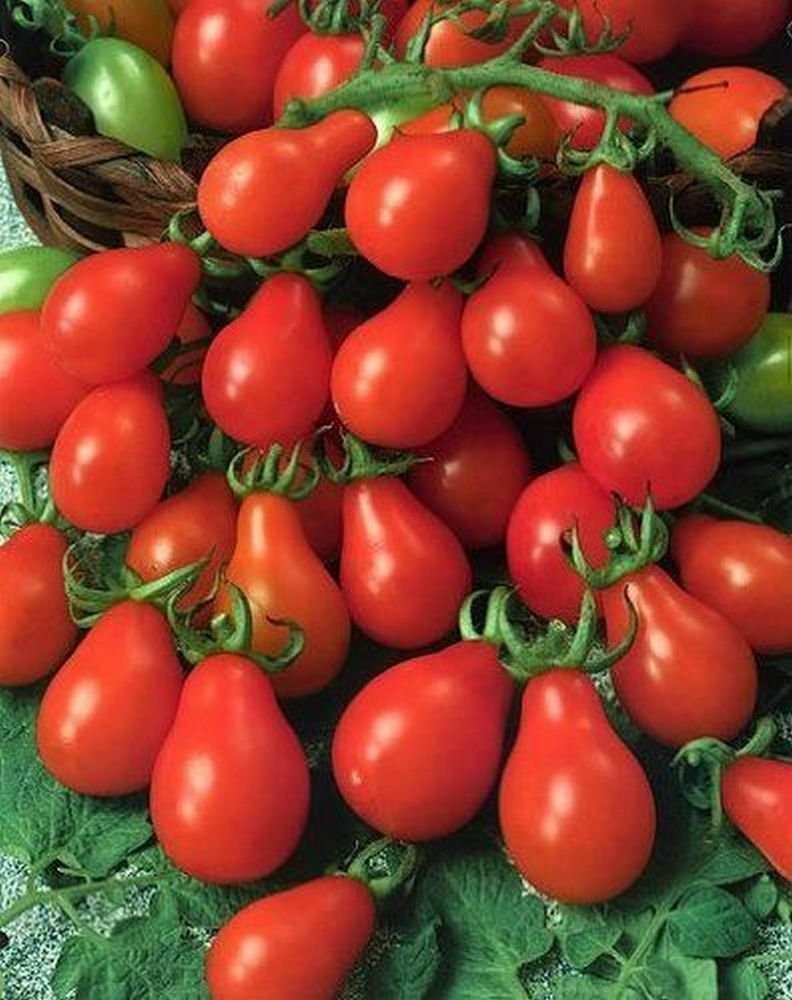 100 Seeds Red Pear Tomato Seeds, Non-Gmo Heirloom Tomatoes, Very Large Tasty Crops edlcy (Seeds)