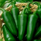 100 Seeds Jalapeno Pepper Seeds, Tam Jalapeno Seed, Heirloom Hot Pepper Seed, Non-Gmo edlcy (Seeds)