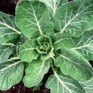 8000 Seeds Collard Seeds, Yates, Heirloom Collard Greens, Bulk edlcy (1 oz Seeds)