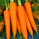 Approx 20,000 Carrot Seed, Danvers 126, Heirloom Carrot Seeds, Bulk edlcy (1 oz Seeds)