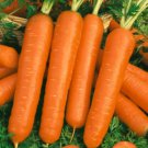 Approx 24,000 Seeds Carrot Seed, Scarlet Nantes, Heirloom Bulk Carrot, Coreless edlcy (1 oz Seeds)