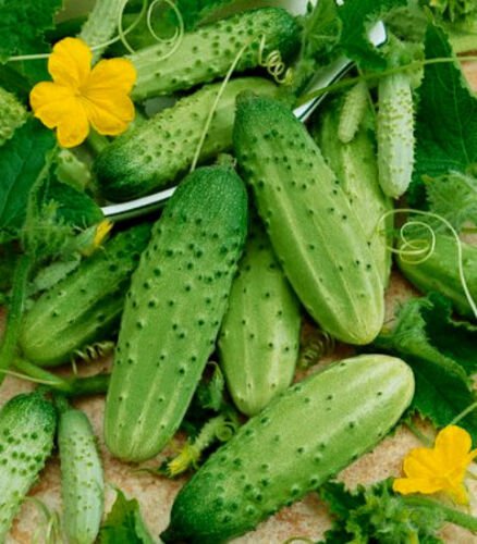 2000 Seeds Cucumber Seeds, Boston Pickling, Non-Gmo Heirloom Seeds, Pickles edlcy (2 oz Seeds)