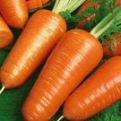 Approx 7700 Seeds Carrot Seeds, Chantenay Red Cored, Heirloom Bulk Carrot edlcy (1/2 oz Seeds)