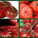 4 Pack of Seeds Tomato Seeds, Terrific, Heirloom, Unusual & Very Tasty edlcy (Each pack 100 Seeds) 4 Pack of Seeds Tomato Seeds, Terrific, Heirloom, Unusual & Very Tasty edlcy (Each pack 100 Seeds)