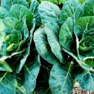 16,000 Seeds Collard Seeds, Georgia Southern, Heirloom Collards, Bulk edlcy (2 oz Seeds)