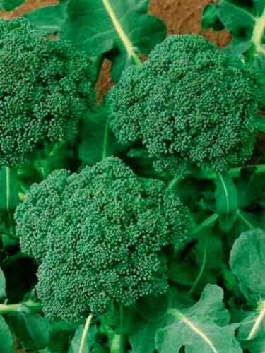 9000 Seeds Broccoli Seeds, Green Sprouting Calabrese, Bulk Heirloom edlcy (1 oz Seeds)