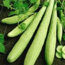 150 SeedsCucumber Seeds, Armenian Yard Long Cucumbers, Non-Gmo Heirloom Seeds, Easy edlcy (Seeds)