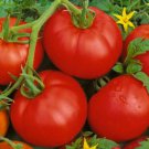 200 Seeds Tomato Seed, Bonny Best, Non-Gmo Heirloom Tomatoes, Great for Colder Areas edlcy (Seeds)