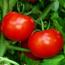200 Seeds Tomato Seeds, Rutgers, Non-Gmo Heirloom Tomato Seed, Dependable & Prolific edlcy (Seeds)
