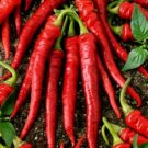 200 Seeds Cayenne Long Slim Pepper Seeds, Heirloom Hot Pepper Seeds, Chili Peppers edlcy (Seeds)