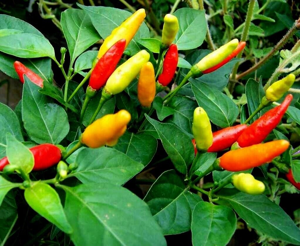100 Seeds Tabasco Pepper Seeds, Heirloom Pepper Seeds, Hot Pepper Seeds, Non-Gmo edlcy (Seeds)
