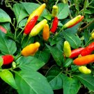 50 Seeds Tabasco Pepper Seeds, Heirloom Pepper Seeds, Hot Pepper Seeds, Non-Gmo edlcy (Seeds)