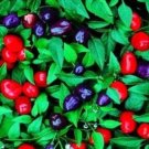30 Seeds Blue Pepper Seeds, Filius Blue Peppers, Ornamental Pepper, Hot Pepper edlcy (Seeds)