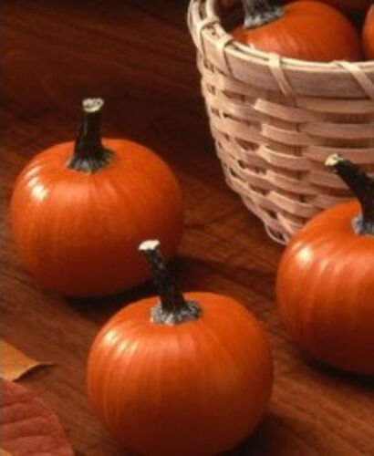 30 Seeds Pumpkin Seeds, Wee Bee Little, Mini Pumpkin, Heirloom Pumpkin Seed, Non-Gmo edlcy (Seeds)
