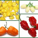4 Pack of Seeds Habanero Pepper "Hot For Habaneros" Heirloom edlcy (Each pack 100 Seeds)