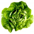 1000 Seeds Bibb Lettuce Seeds, Bulk Seeds, Butterhead Lettuce, Heirloom Lettuce edlcy (Seeds)