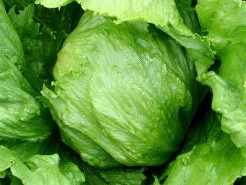 Approx 10,000 Seeds Head Lettuce Seed, Summertime, Iceberg, Bulk edlcy (1/2 oz Seeds)