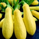 70 Seeds Squash Seeds, Early Prolific Straightneck, Summer Squash Seeds, Heirloom edlcy (Seeds)