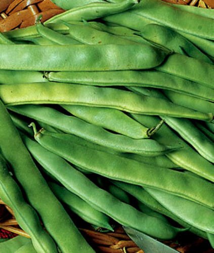 150 Seeds Bean Seeds, Roma II, Heirloom Bean, Italian Green Beans, Non-Gmo, Tasty edlcy (Seeds)